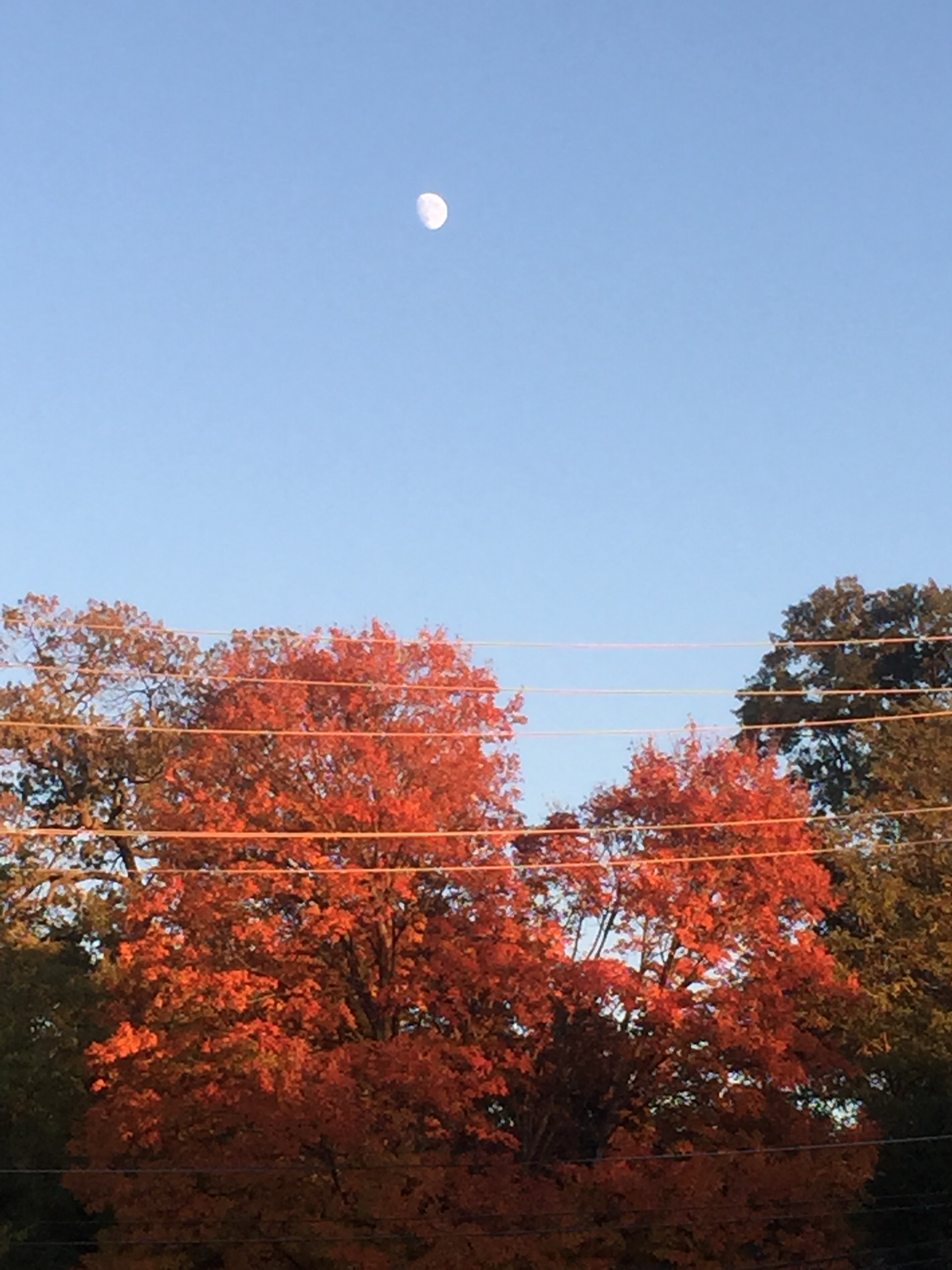 Rising moon above orange autumn trees