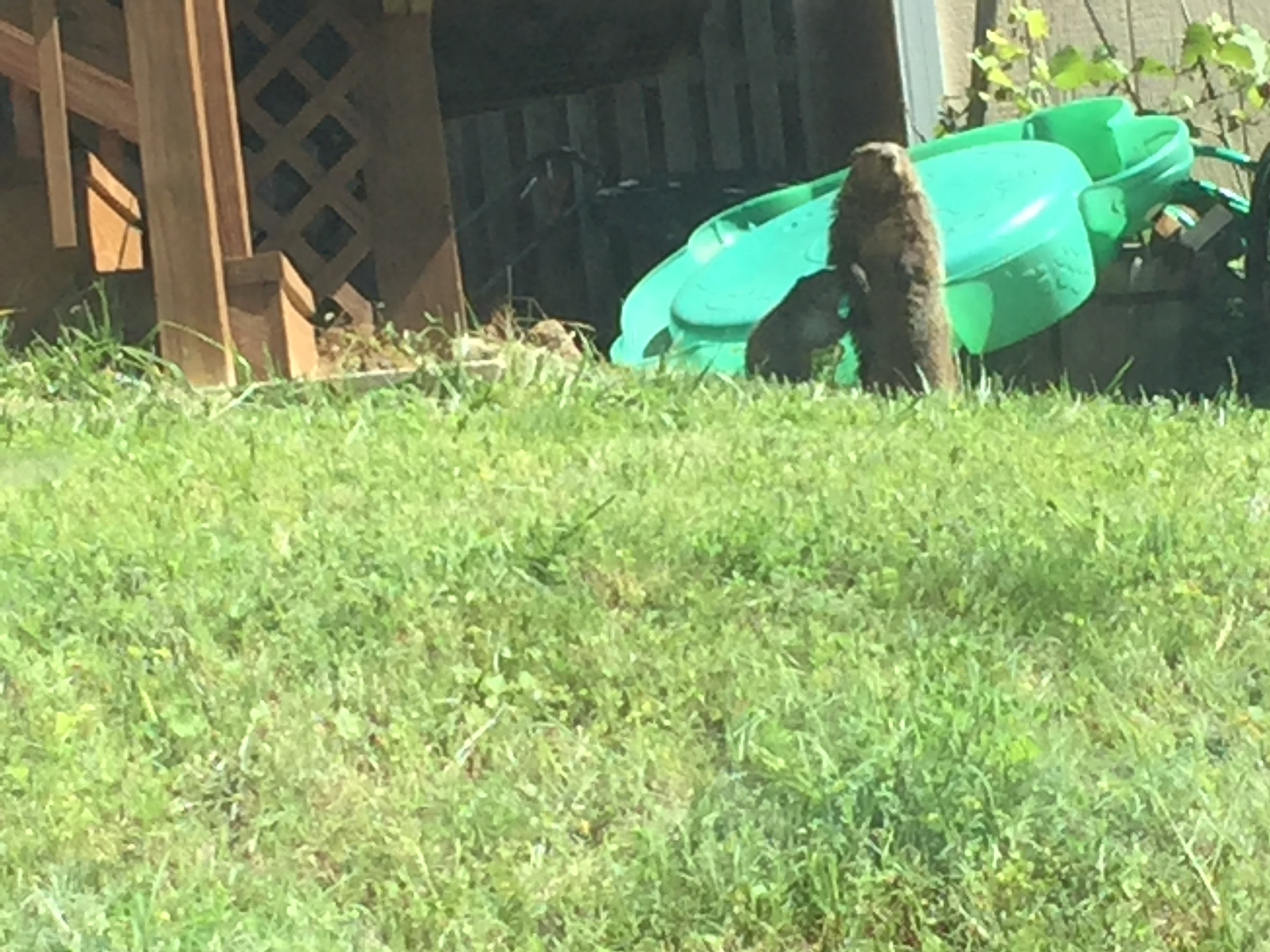 Photo of groundhog and groundhog baby in a yard with green grass and a turtle-shaped toddler pool behind them.